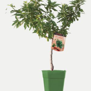 Almendro - Árbol Enano