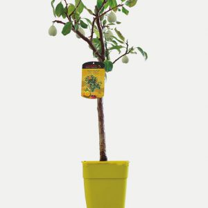 Ciruelo - Árbol Enano