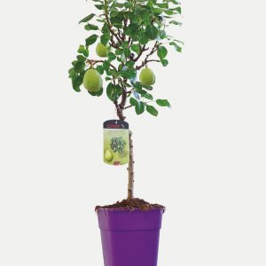 Peral - Árbol Enano